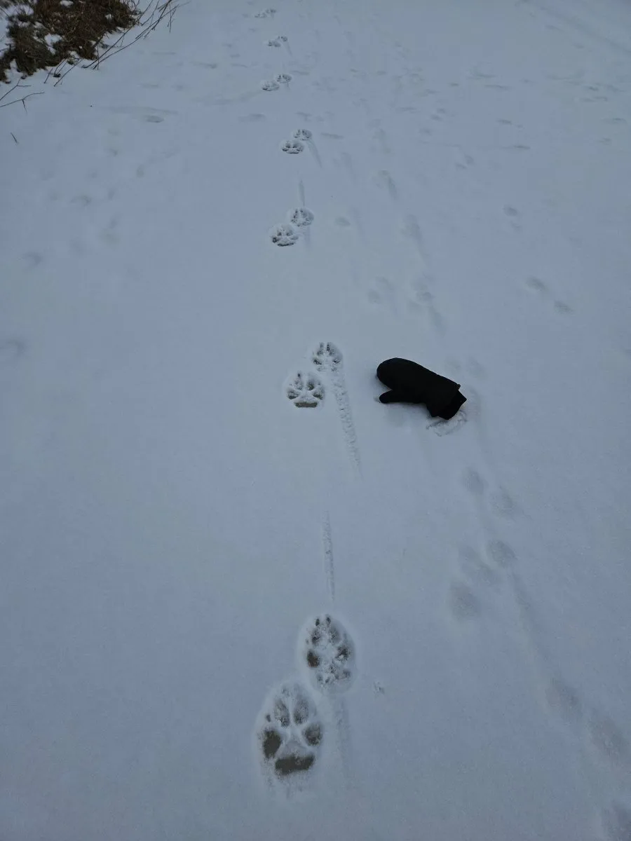 Animal Tracking In Snow - March 15, 2025