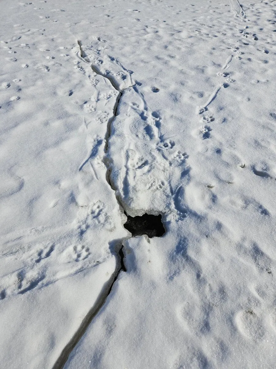 Animal Tracking In Snow - March 15, 2025