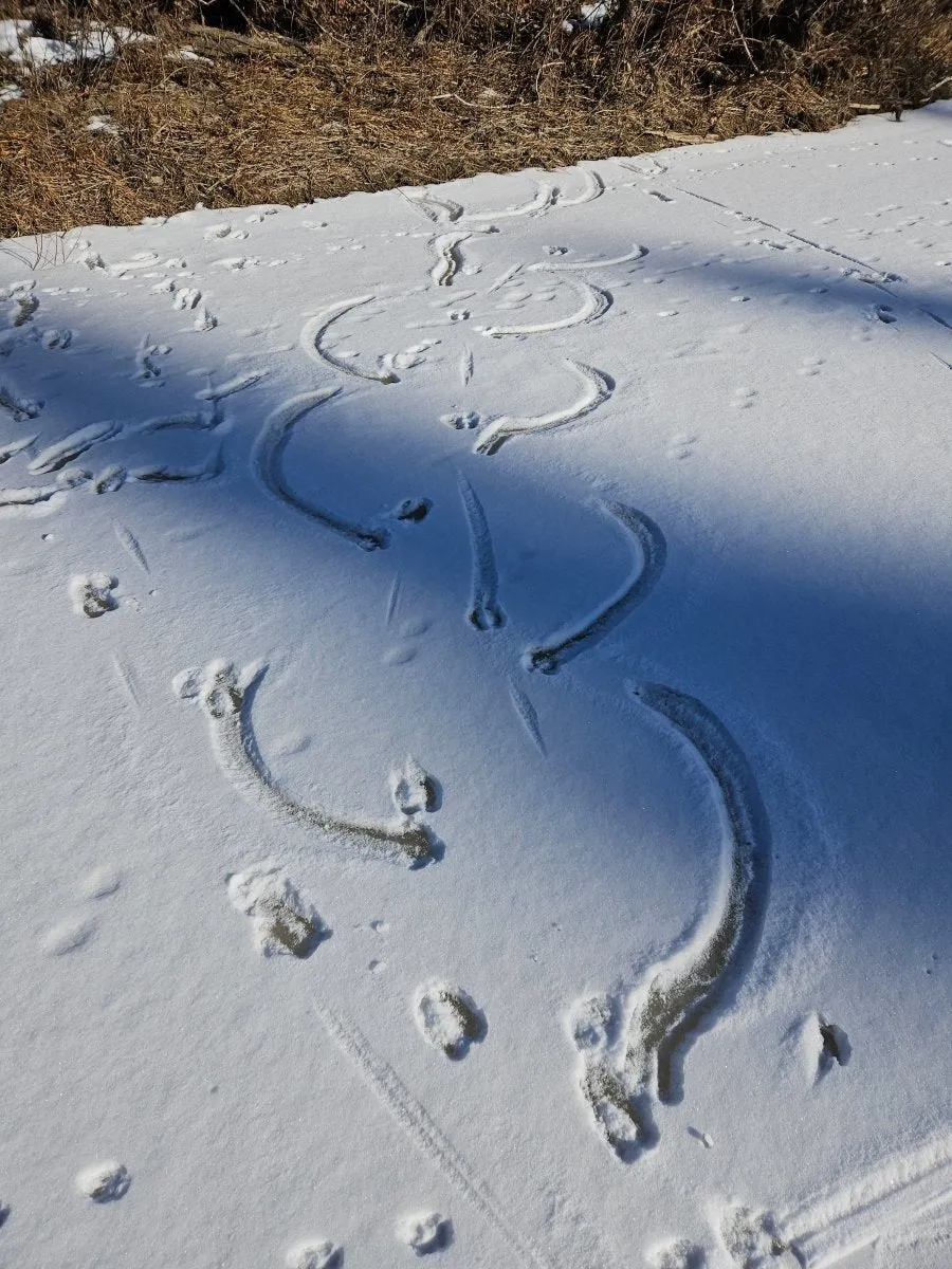 Animal Tracking In Snow - March 15, 2025