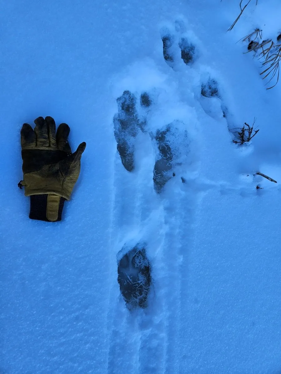 Animal Tracking In Snow - March 15, 2025