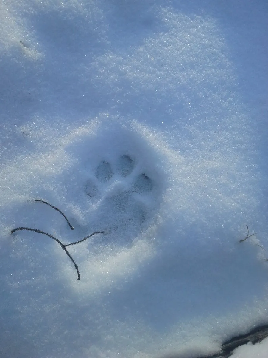 Animal Tracking In Snow - March 15, 2025