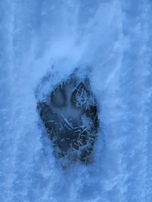 Animal Tracking In Snow - March 15, 2025