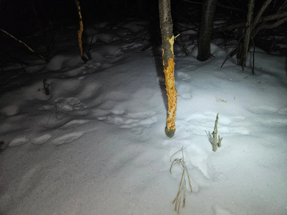 Animal Tracking In Snow - March 15, 2025